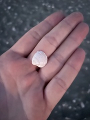 Mactra stultorum