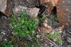 Potentilla × prostrata