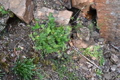 Potentilla × prostrata