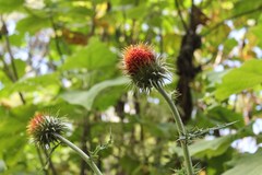 Cirsium ehrenbergii
