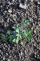 Potentilla × prostrata