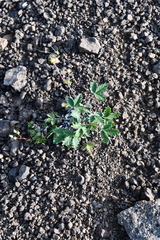 Potentilla × prostrata