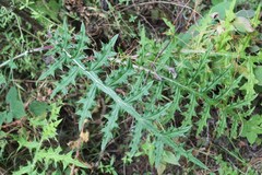 Cirsium ehrenbergii