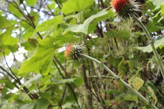 Cirsium ehrenbergii