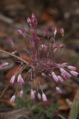 Allium praescissum