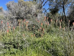 Kniphofia sarmentosa