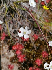 Drosera trinervia