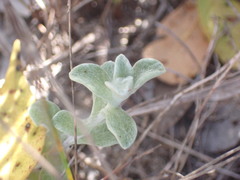 Helichrysum litorale