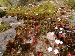 Drosera trinervia