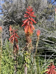Kniphofia sarmentosa