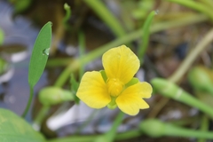 Limnocharis laforestii