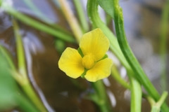 Limnocharis laforestii