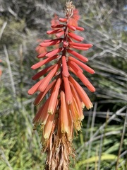 Kniphofia sarmentosa