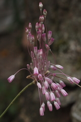 Allium praescissum