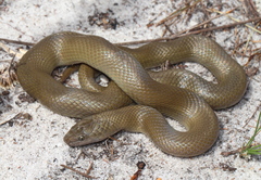Black House Snake photo 5