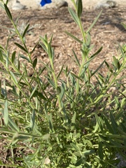 Sairocarpus multiflorus