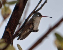 Leucolia violiceps