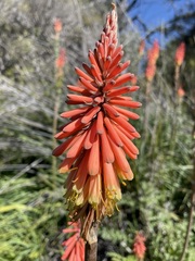 Kniphofia sarmentosa