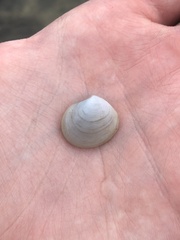 Semele proficua