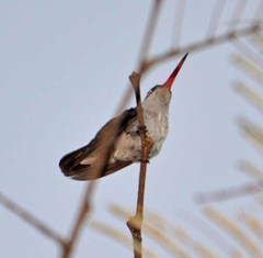 Leucolia violiceps