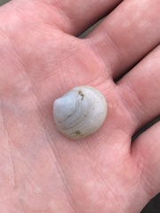 Semele proficua