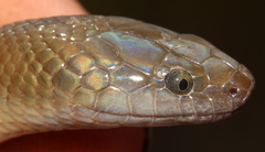 Black House Snake photo 3