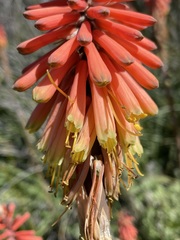 Kniphofia sarmentosa