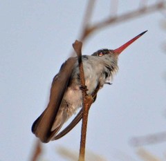 Leucolia violiceps