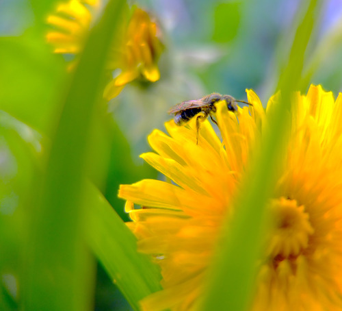 iNaturalist observation photo of Lasioglossum