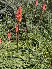 Kniphofia sarmentosa
