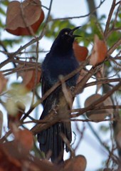 Quiscalus mexicanus