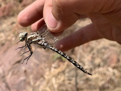 Pinheyschna subpupillata