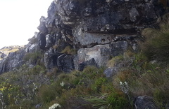 Arthroleptella lightfooti