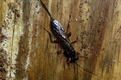 Odontocolon dentipes