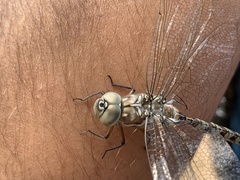 Pinheyschna subpupillata