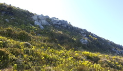 Arthroleptella lightfooti