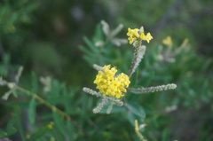 Wikstroemia chamaedaphne