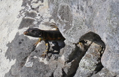 Pseudocordylus microlepidotus