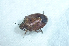 Rubiconia intermedia