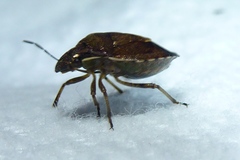 Rubiconia intermedia