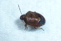 Rubiconia intermedia