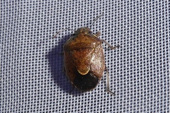 Rubiconia intermedia