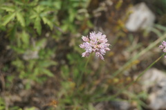 Allium roseum