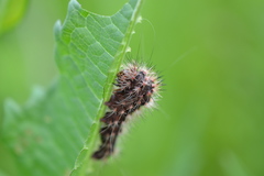 Acronicta longa