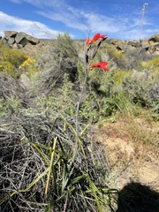 Gladiolus splendens