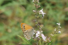 Coenonympha amaryllis