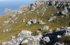 Arthroleptella lightfooti