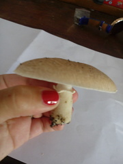 Lepiota