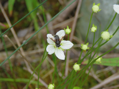 Eristalis cryptarum