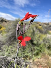 Gladiolus splendens
